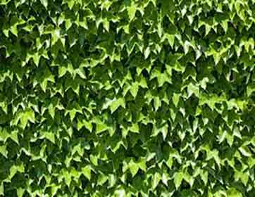 دیوار سبز چوب پلاست